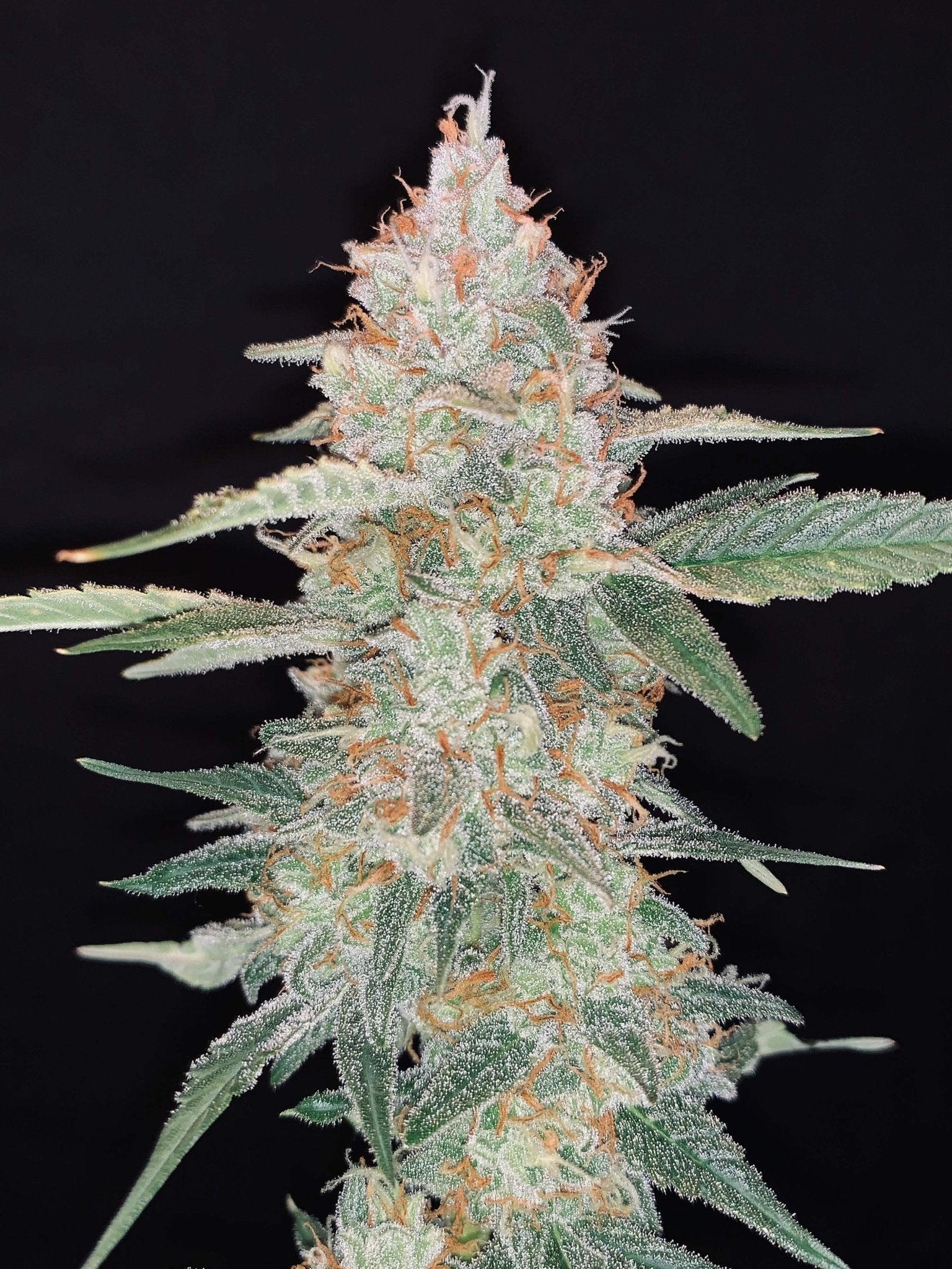 Fast Buds Gorilla Glue Auto | 3er Packung - Bud Brothers