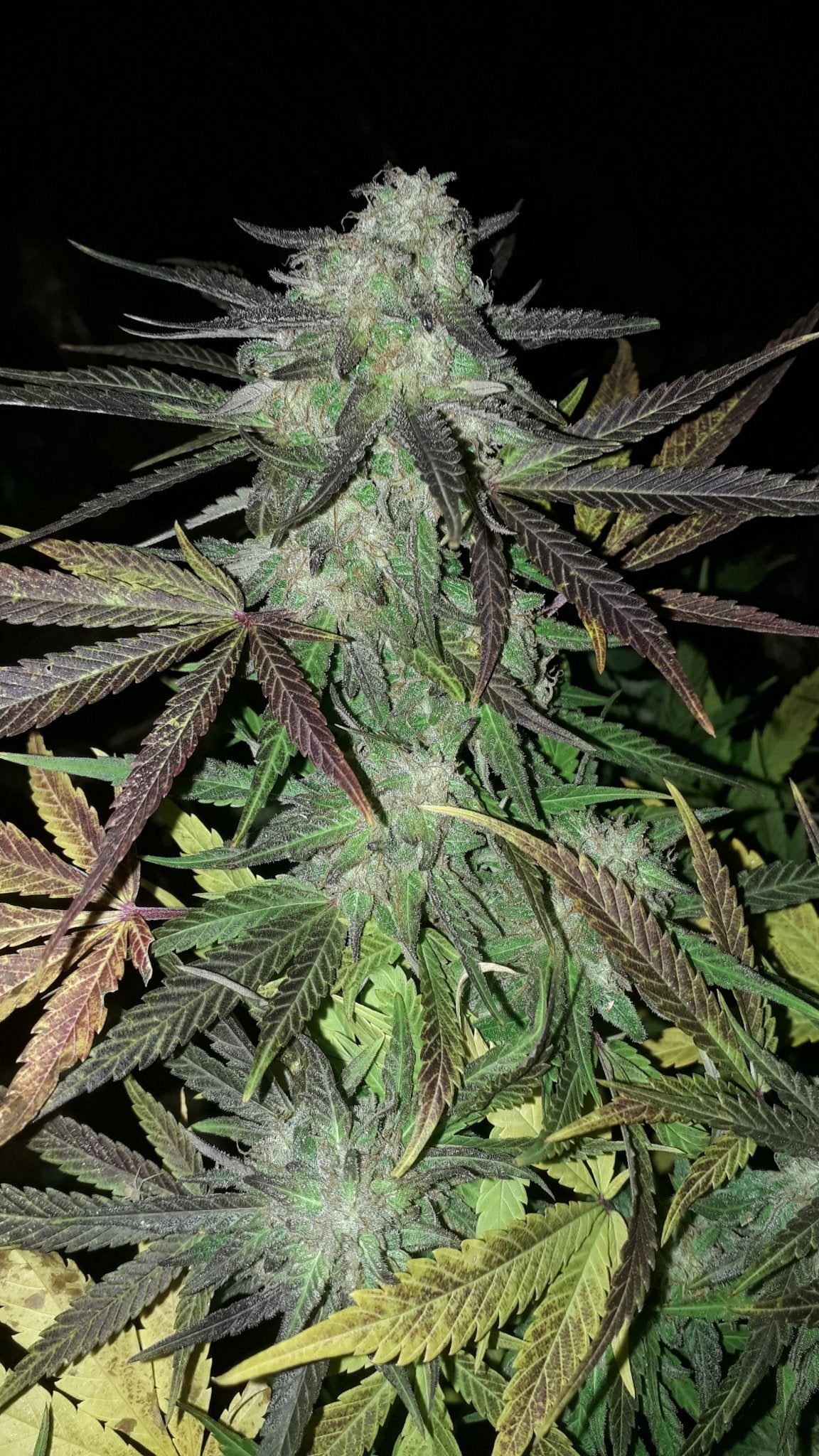 Fast Buds Gorilla Glue Auto | 3er Packung - Bud Brothers