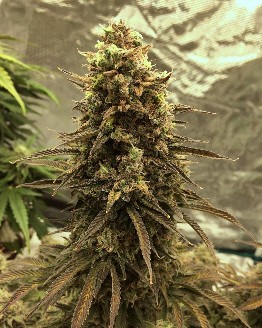 Fast Buds Gorilla Glue Auto | 3er Packung - Bud Brothers