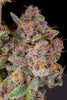 Fast Buds Gorilla Punch Auto | 3er Packung - Bud Brothers