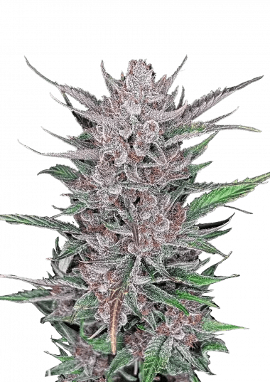 Fast Buds Gorilla Punch Auto | 3er Packung - Bud Brothers
