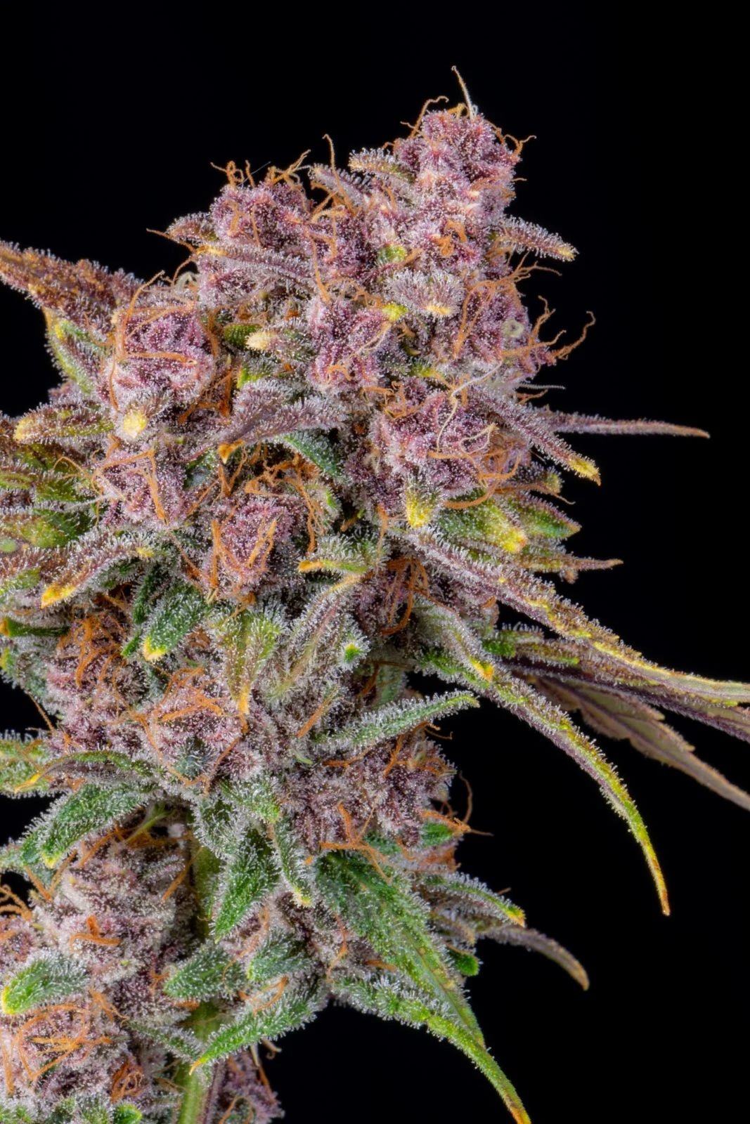 Fast Buds Gorilla Punch Auto | 3er Packung - Bud Brothers