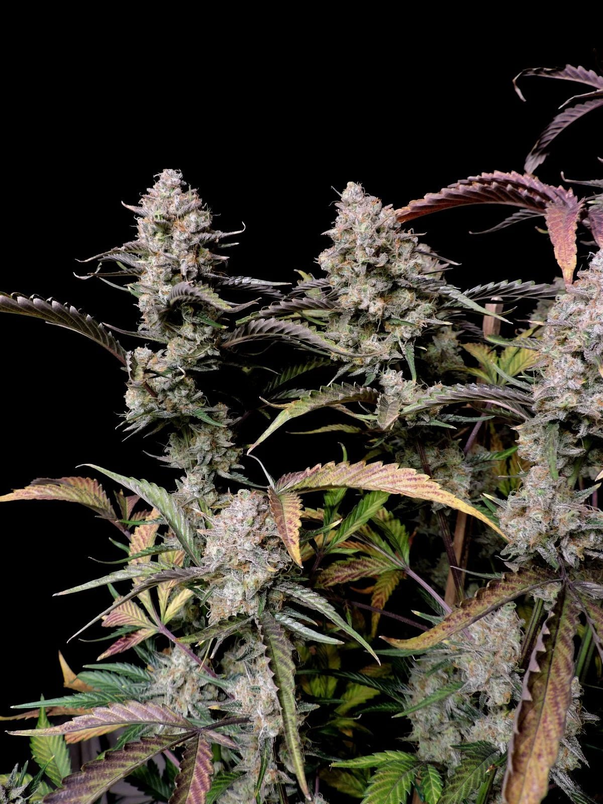 Fast Buds Gorilla Zkittlez Auto | 3er Packung - Bud Brothers