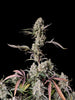 Fast Buds Gorilla Zkittlez Auto | 3er Packung - Bud Brothers