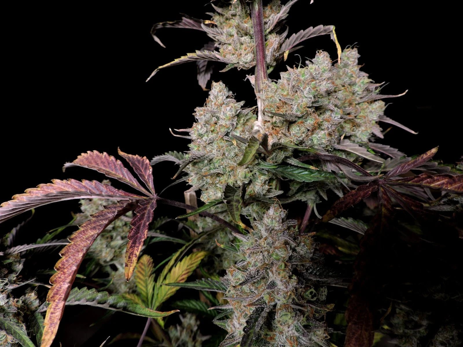 Fast Buds Gorilla Zkittlez Auto | 3er Packung - Bud Brothers