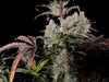 Fast Buds Gorilla Zkittlez Auto | 3er Packung - Bud Brothers