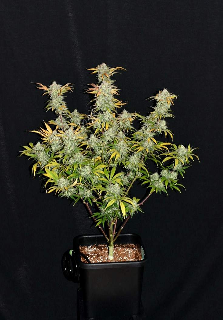 Fast Buds Grapefruit Auto | 3er Packung - Bud Brothers