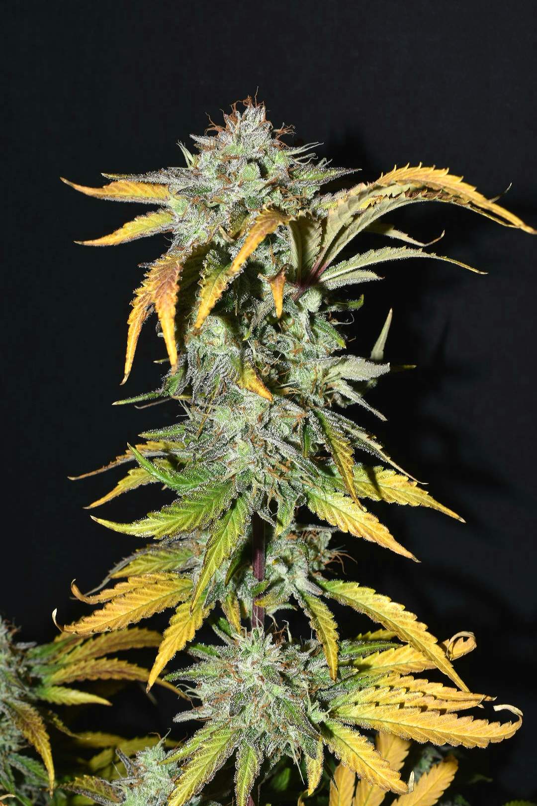 Fast Buds Grapefruit Auto | 3er Packung - Bud Brothers