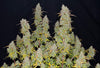 Fast Buds Green Crack Auto | 3er Packung - Bud Brothers