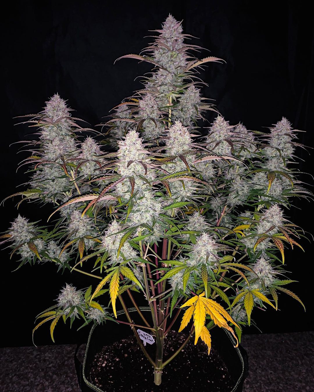 Fast Buds Green Crack Auto | 3er Packung - Bud Brothers