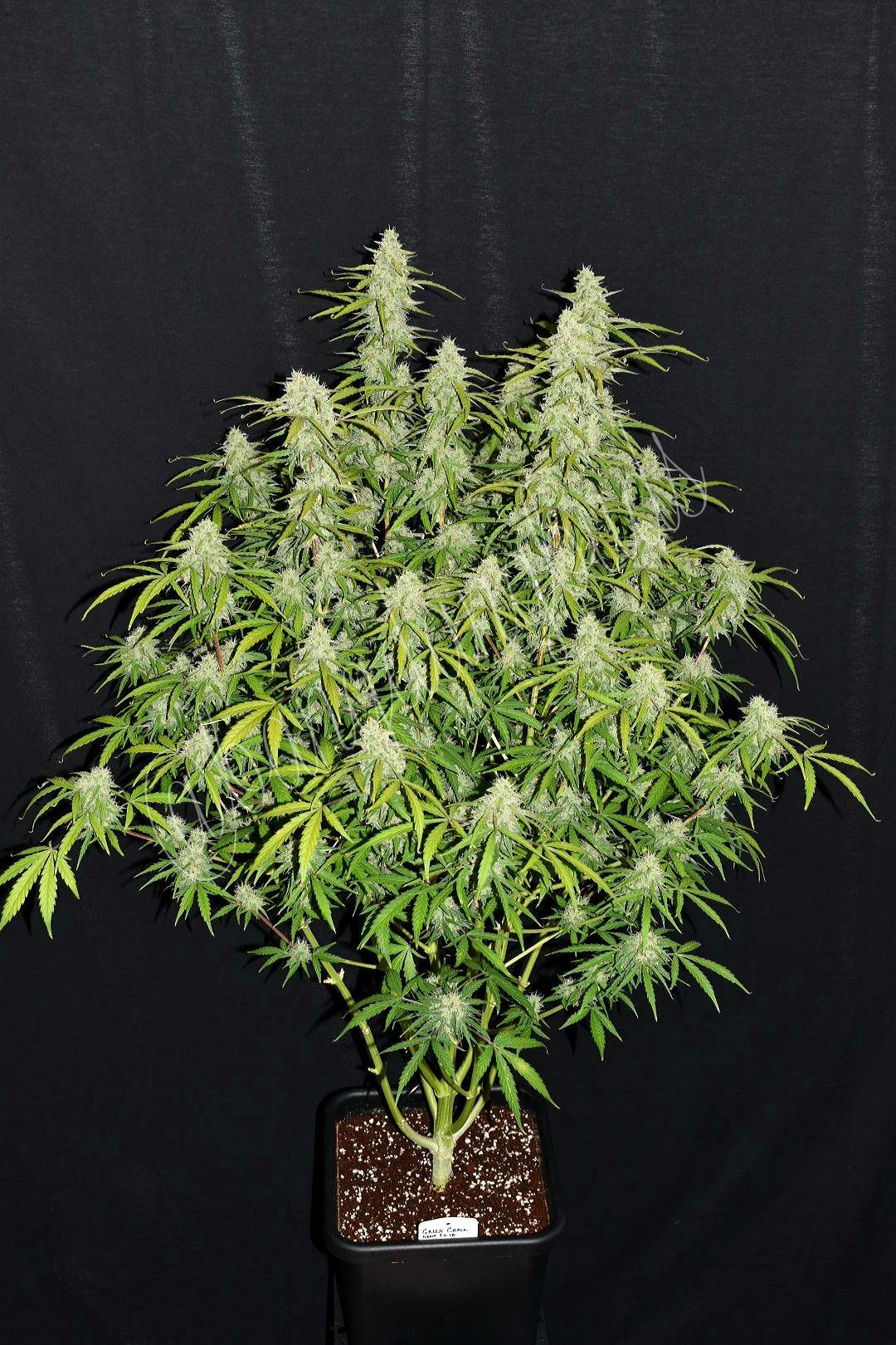 Fast Buds Green Crack Auto | 3er Packung - Bud Brothers