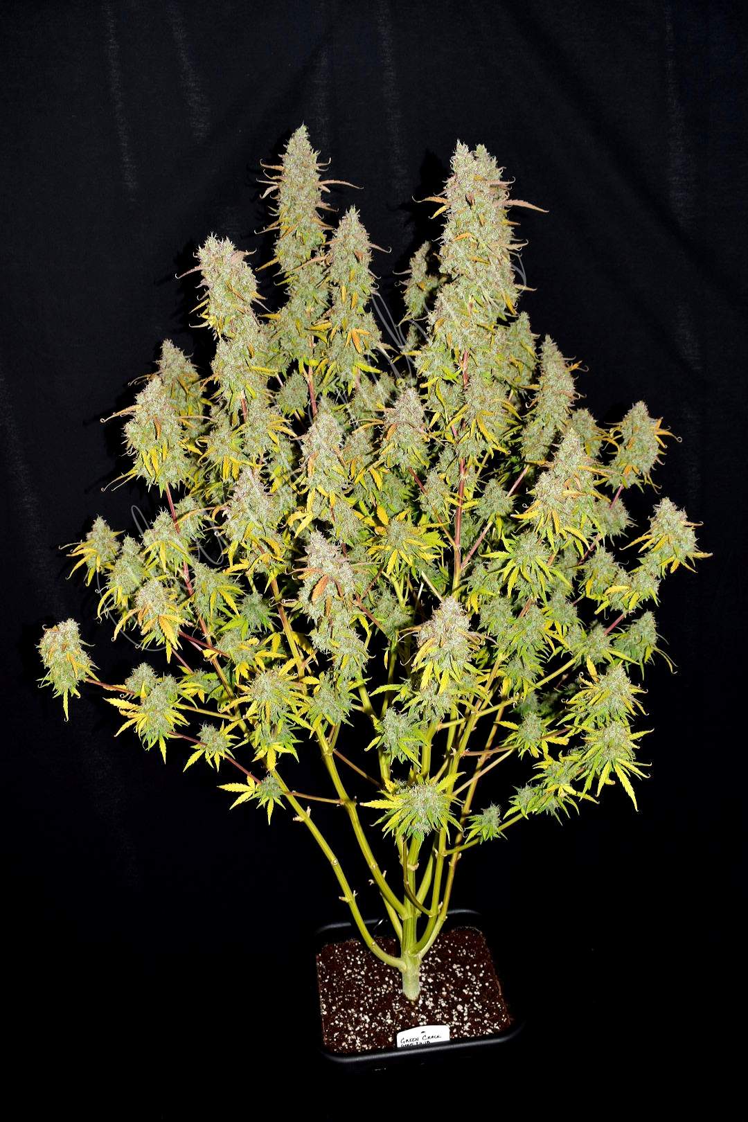 Fast Buds Green Crack Auto | 3er Packung - Bud Brothers