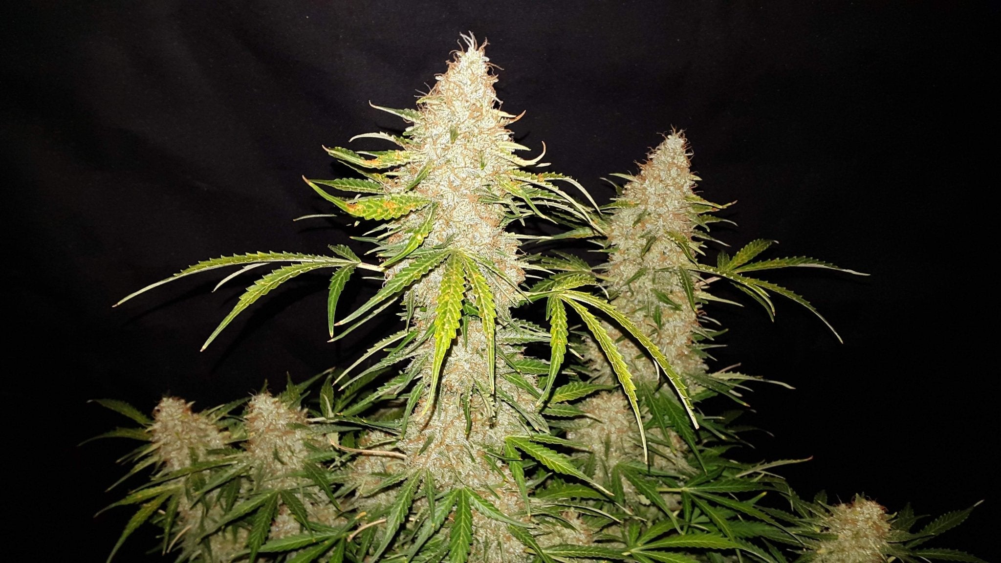 Fast Buds Jack Herer Auto | 3er Pack - Bud Brothers