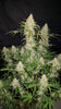 Fast Buds Jack Herer Auto | 3er Pack - Bud Brothers