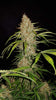 Fast Buds Jack Herer Auto | 3er Pack - Bud Brothers