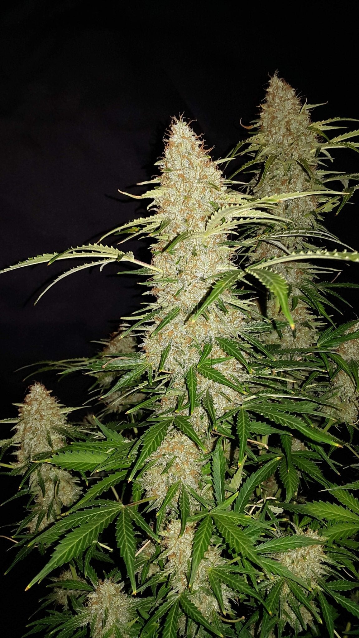 Fast Buds Jack Herer Auto | 3er Pack - Bud Brothers