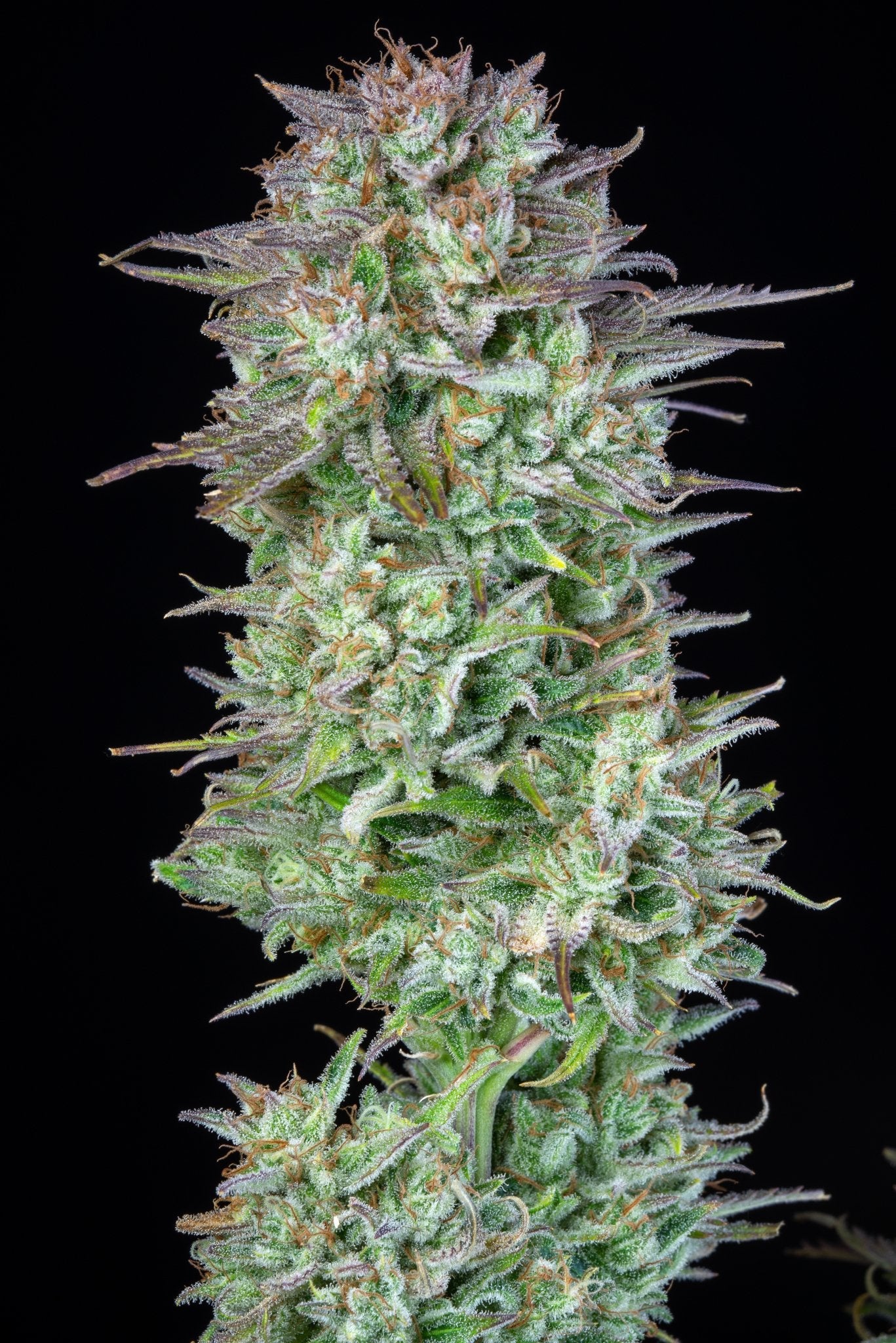 Fast Buds Kosher Cake Auto - Bud Brothers