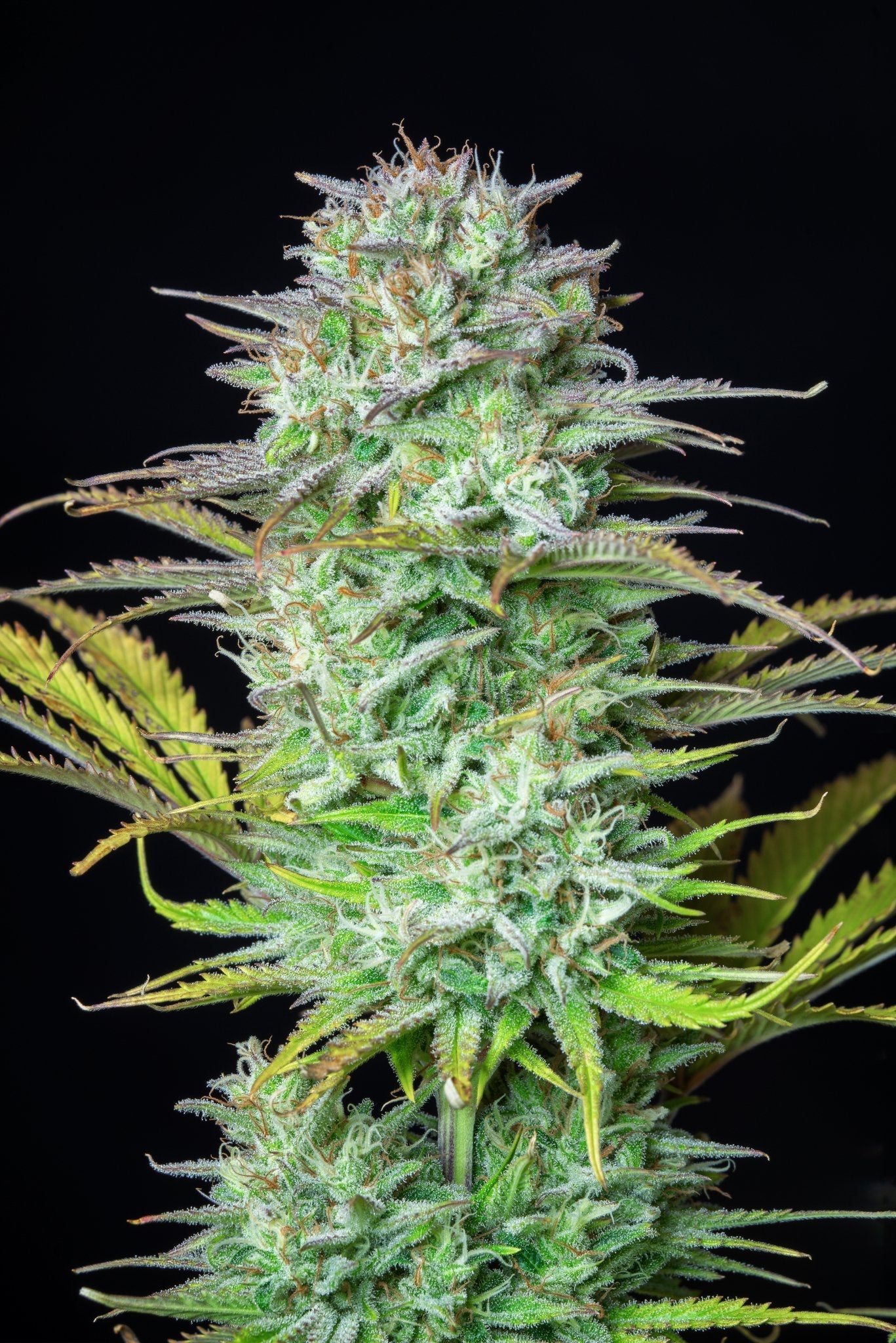 Fast Buds Kosher Cake Auto - Bud Brothers