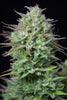 Fast Buds Kosher Cake Auto - Bud Brothers