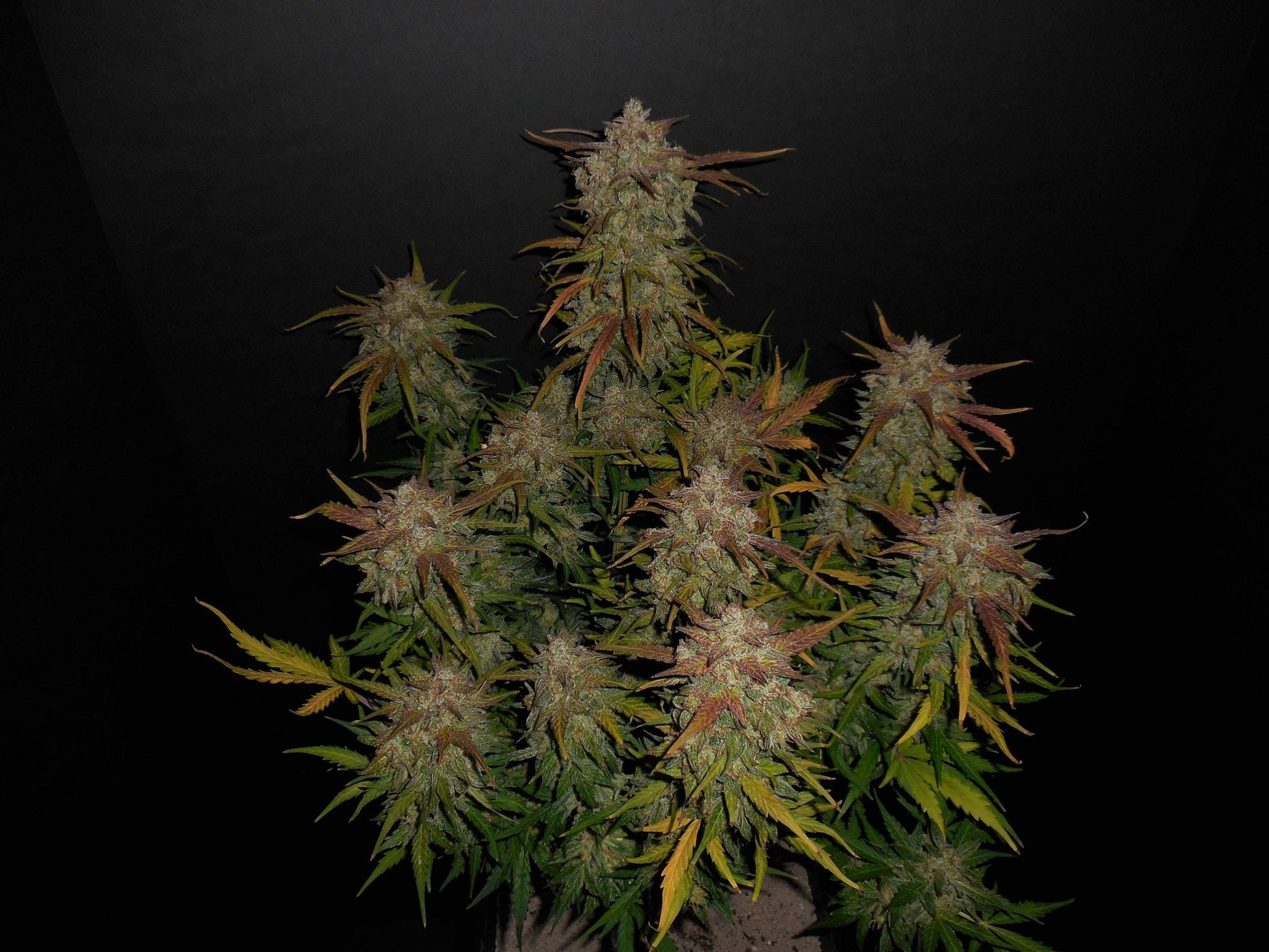 Fast Buds Lemon AK Auto - Bud Brothers