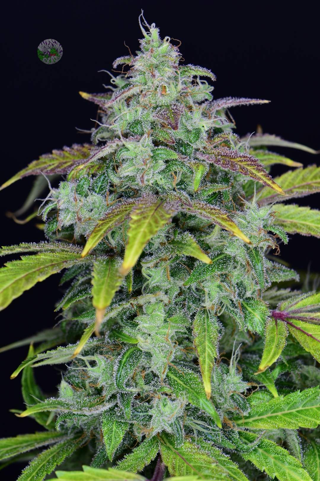 Fast Buds Lemon AK Auto - Bud Brothers