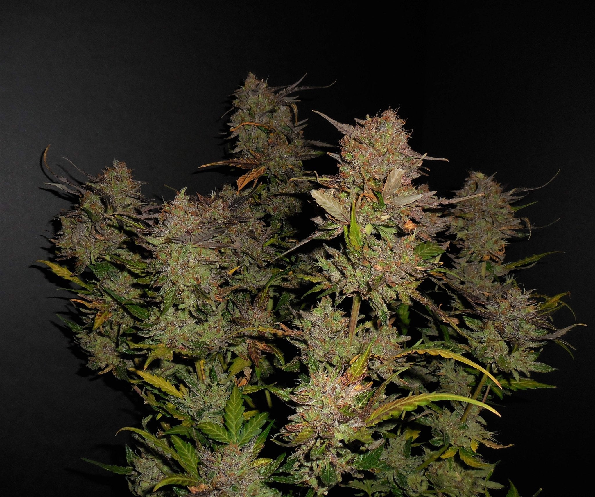 Fast Buds Lemon AK Auto - Bud Brothers