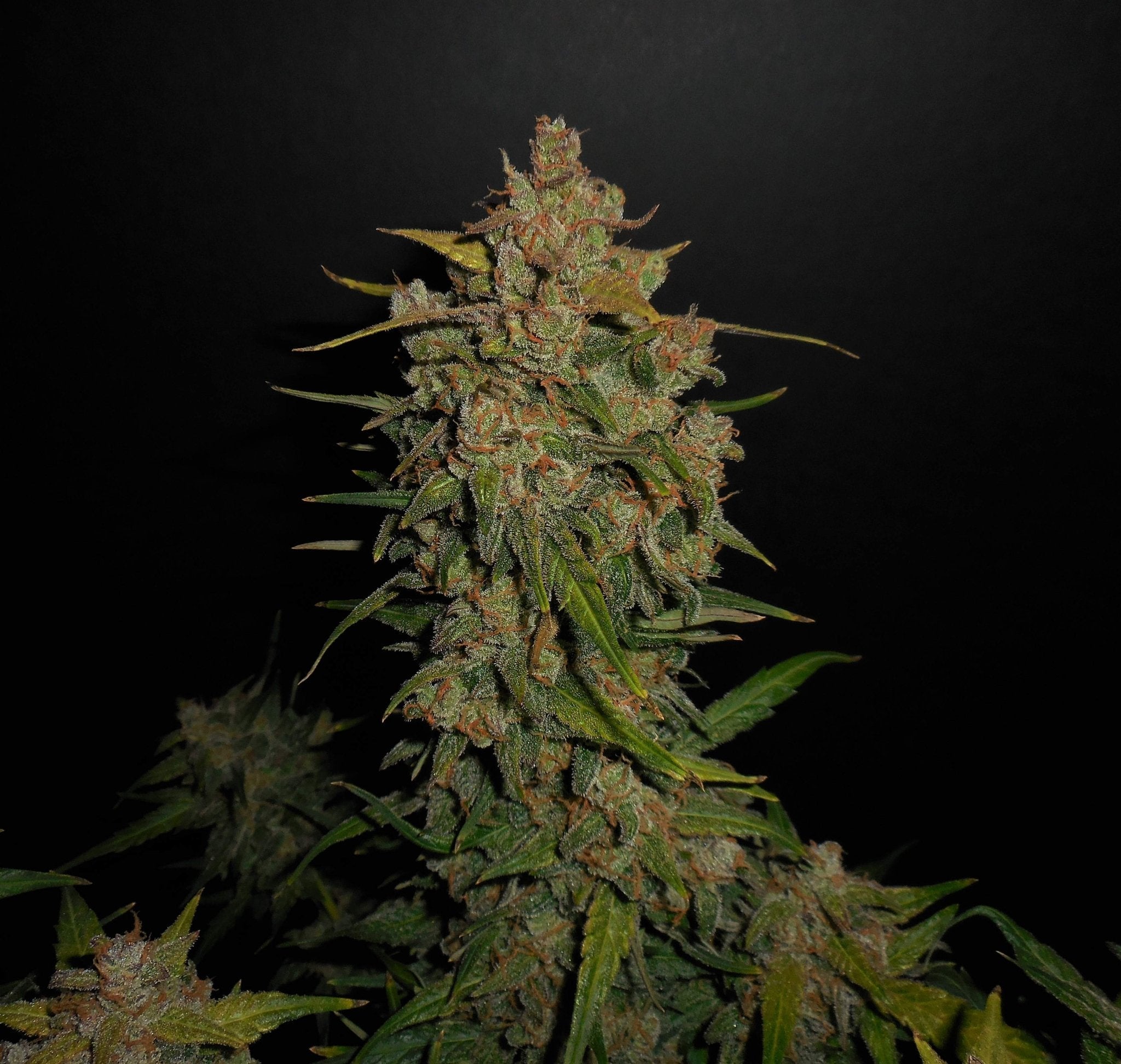 Fast Buds Lemon AK Auto - Bud Brothers