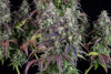 Fast Buds Lemon Pie Auto - Bud Brothers