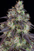 Fast Buds Lemon Pie Auto - Bud Brothers