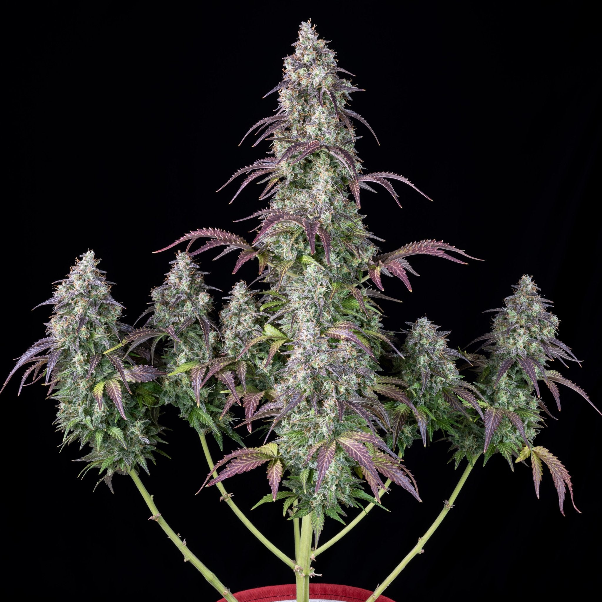 Fast Buds Lemon Pie Auto - Bud Brothers