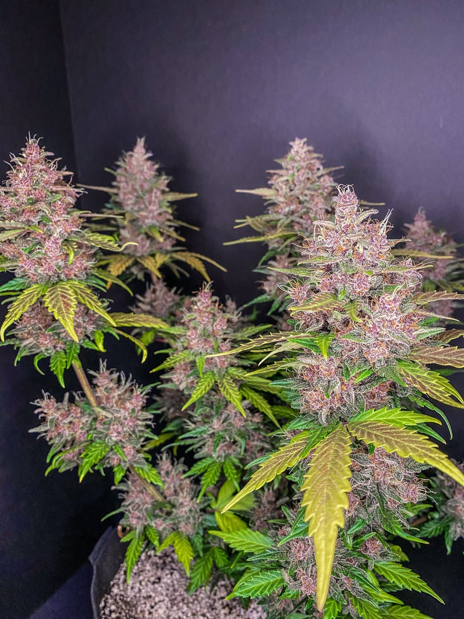 Fast Buds LSD - 25 Auto - Bud Brothers