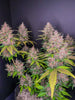 Fast Buds LSD - 25 Auto - Bud Brothers