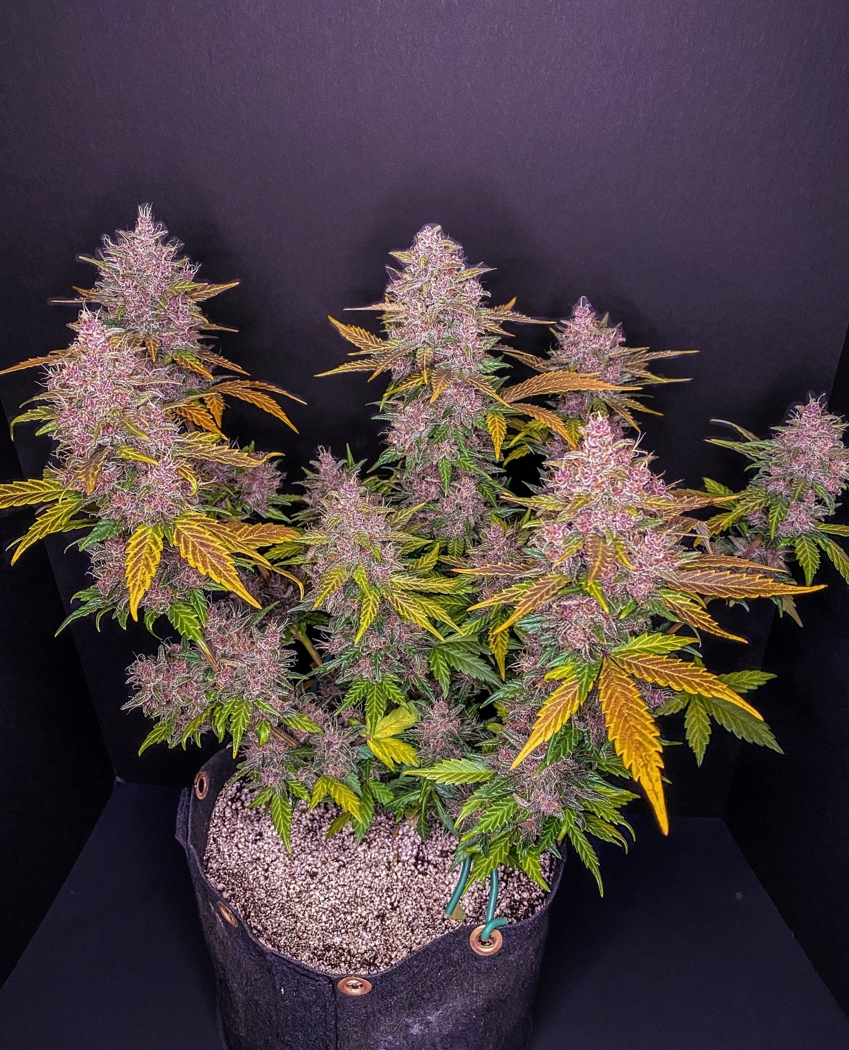 Fast Buds LSD - 25 Auto - Bud Brothers