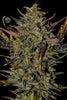 Fast Buds Mexican Airlines Auto - Bud Brothers