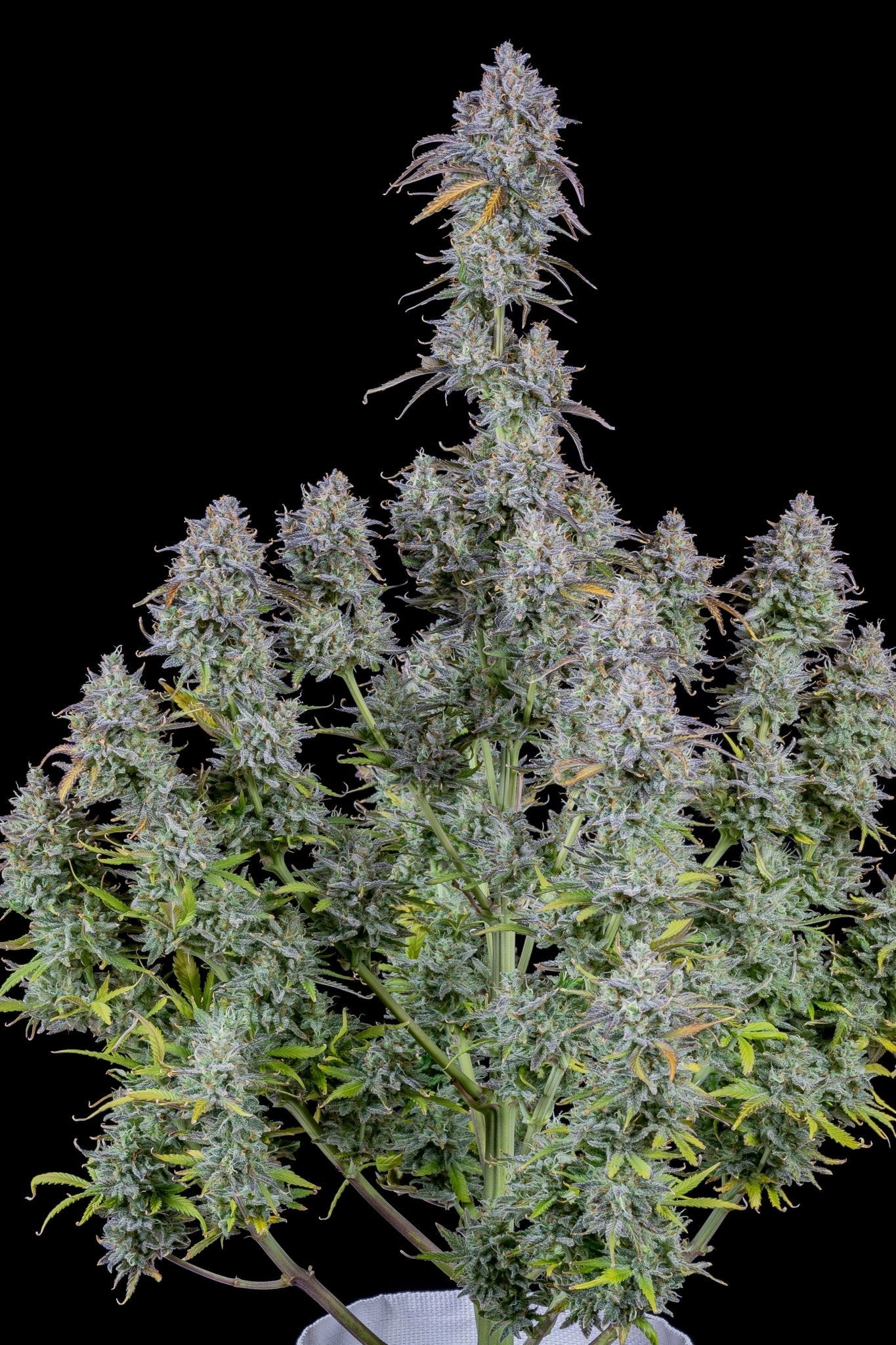 Fast Buds Mimosa Cake Auto - Bud Brothers