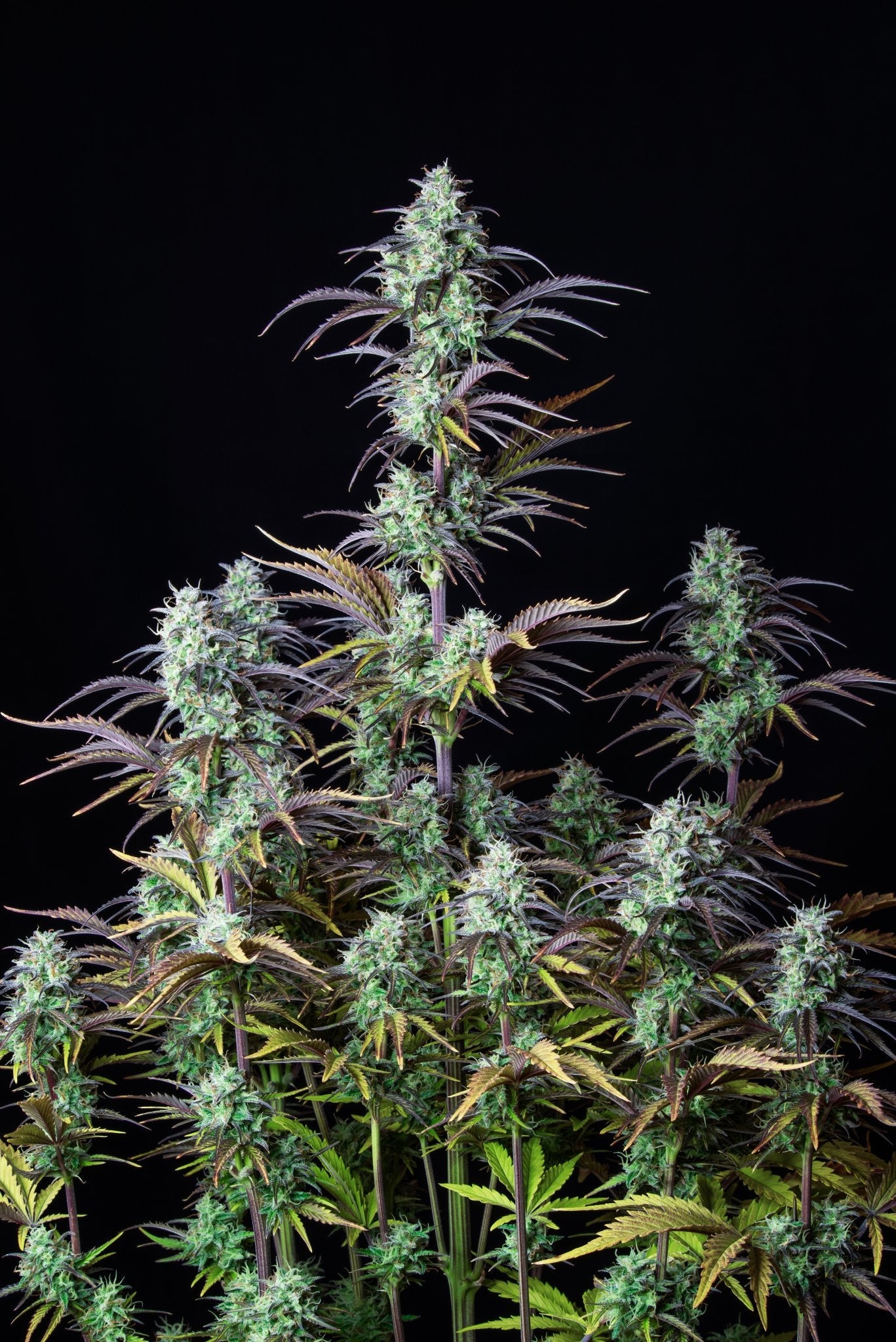 Fast Buds Mimosa Cake Auto - Bud Brothers