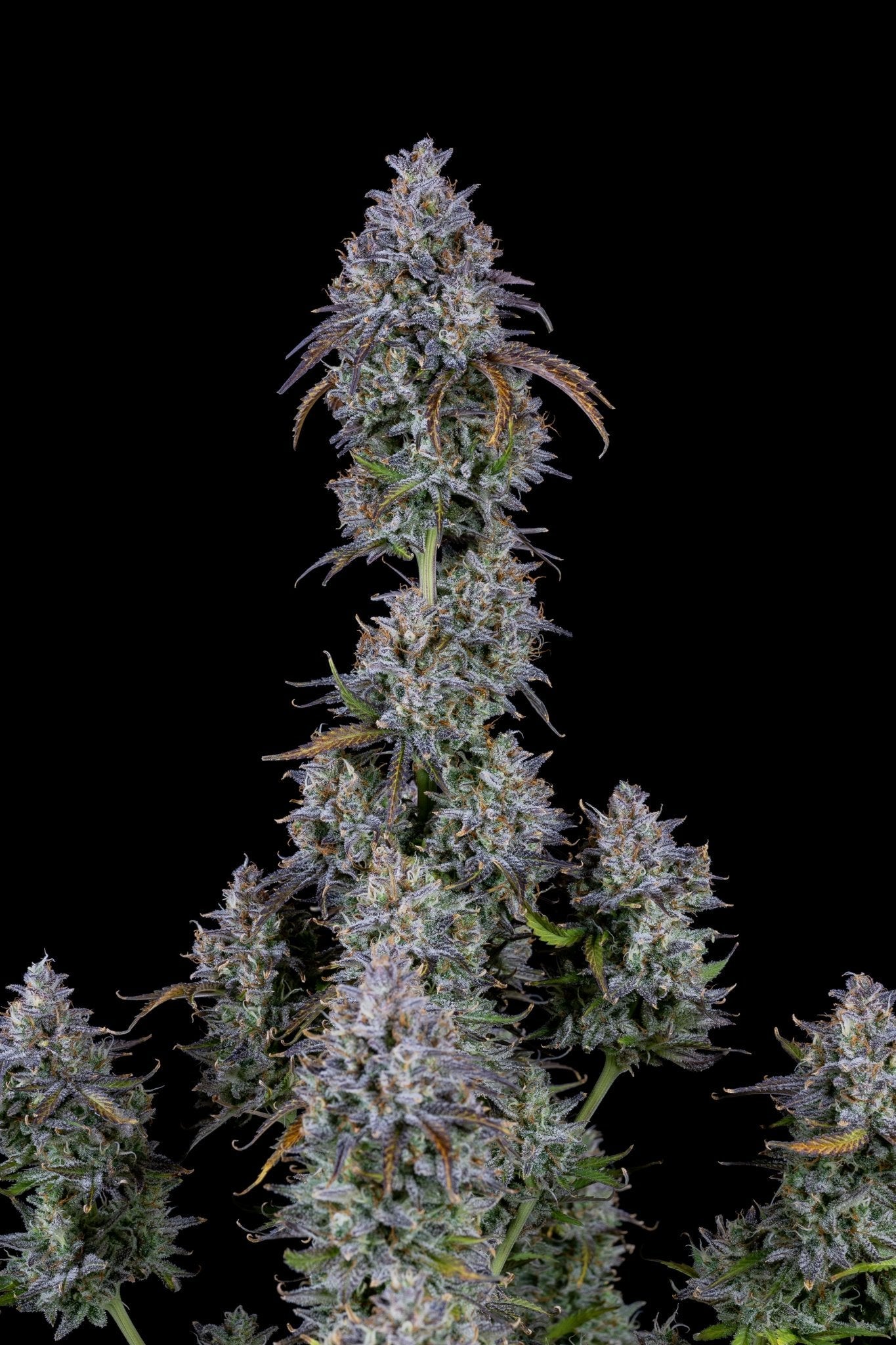 Fast Buds Mimosa Cake Auto - Bud Brothers