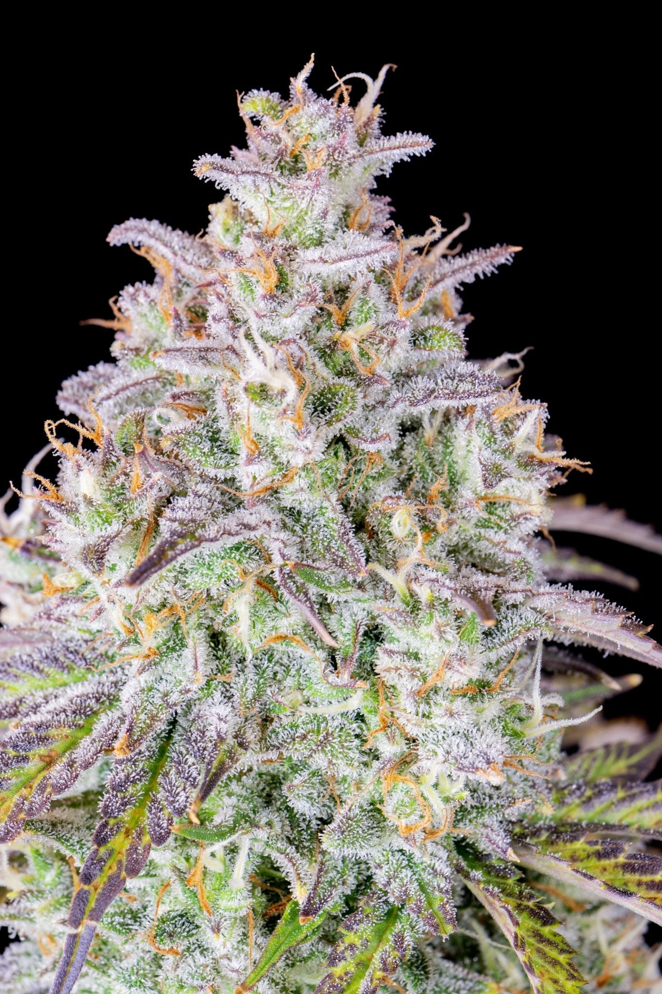 Fast Buds Mimosa Cake Auto - Bud Brothers