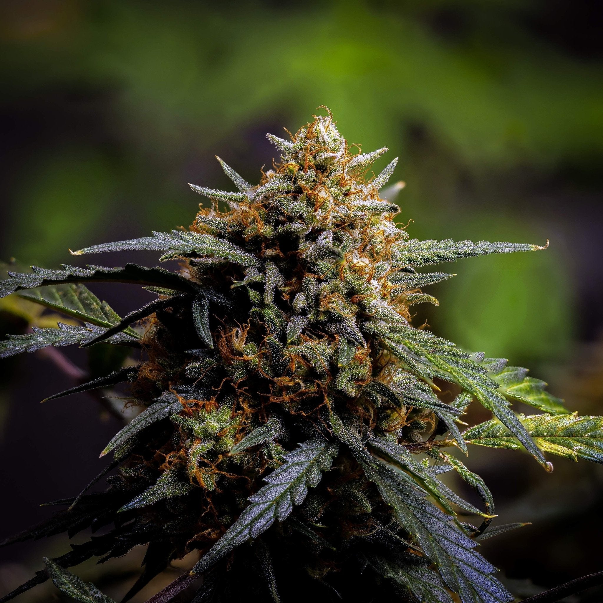 Fast Buds Northern Lights Auto - Bud Brothers