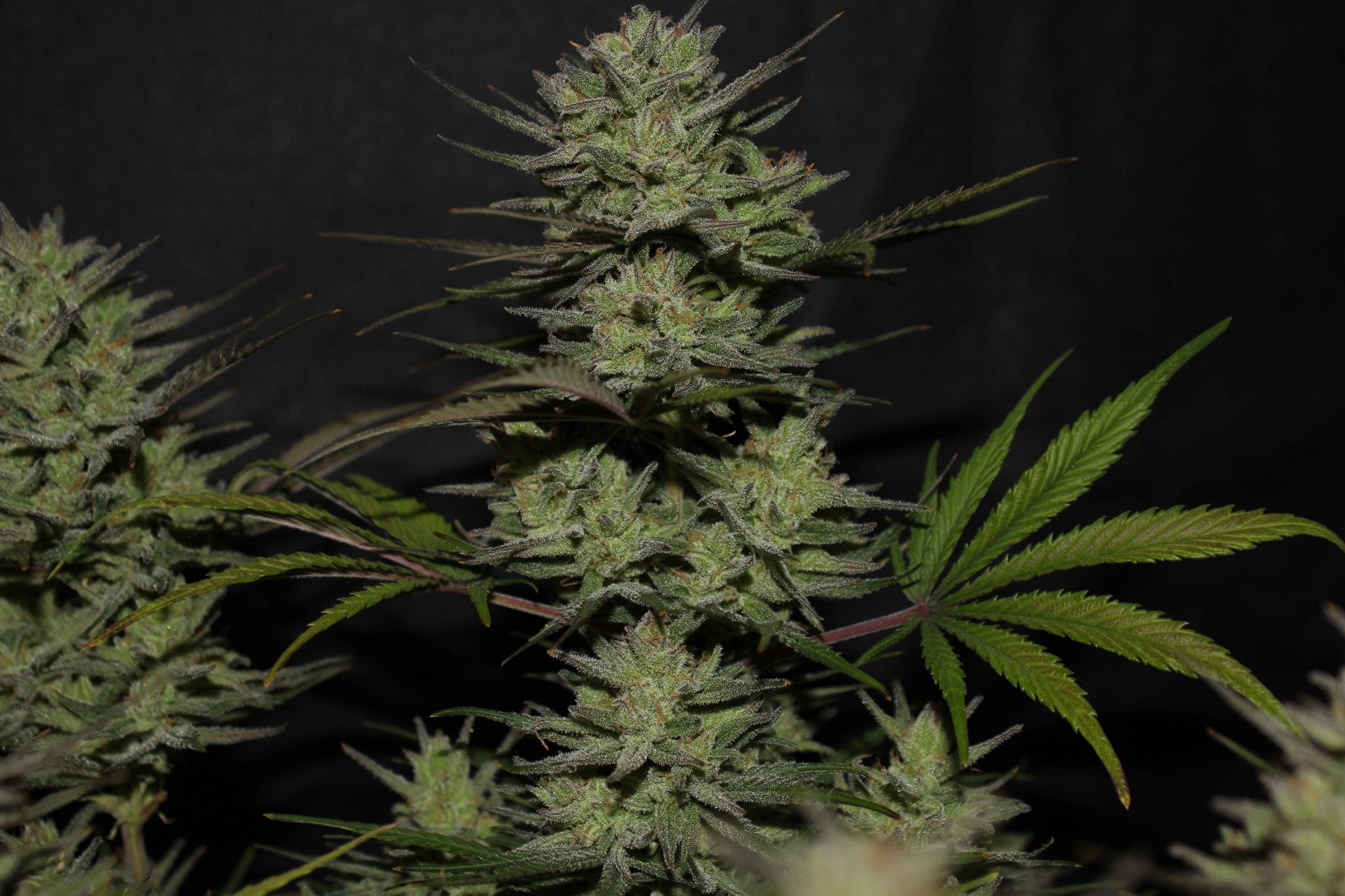 Fast Buds Northern Lights Auto - Bud Brothers