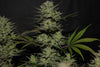 Fast Buds Northern Lights Auto - Bud Brothers