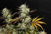 Fast Buds Northern Lights Auto - Bud Brothers