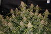 Fast Buds Northern Lights Auto - Bud Brothers