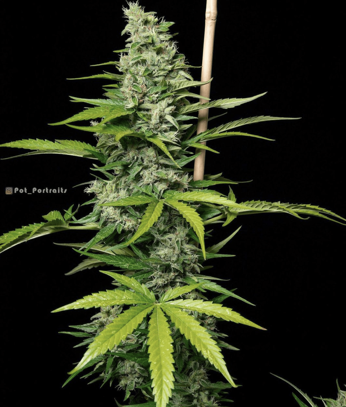 Fast Buds Orange Sherbet Auto - Bud Brothers