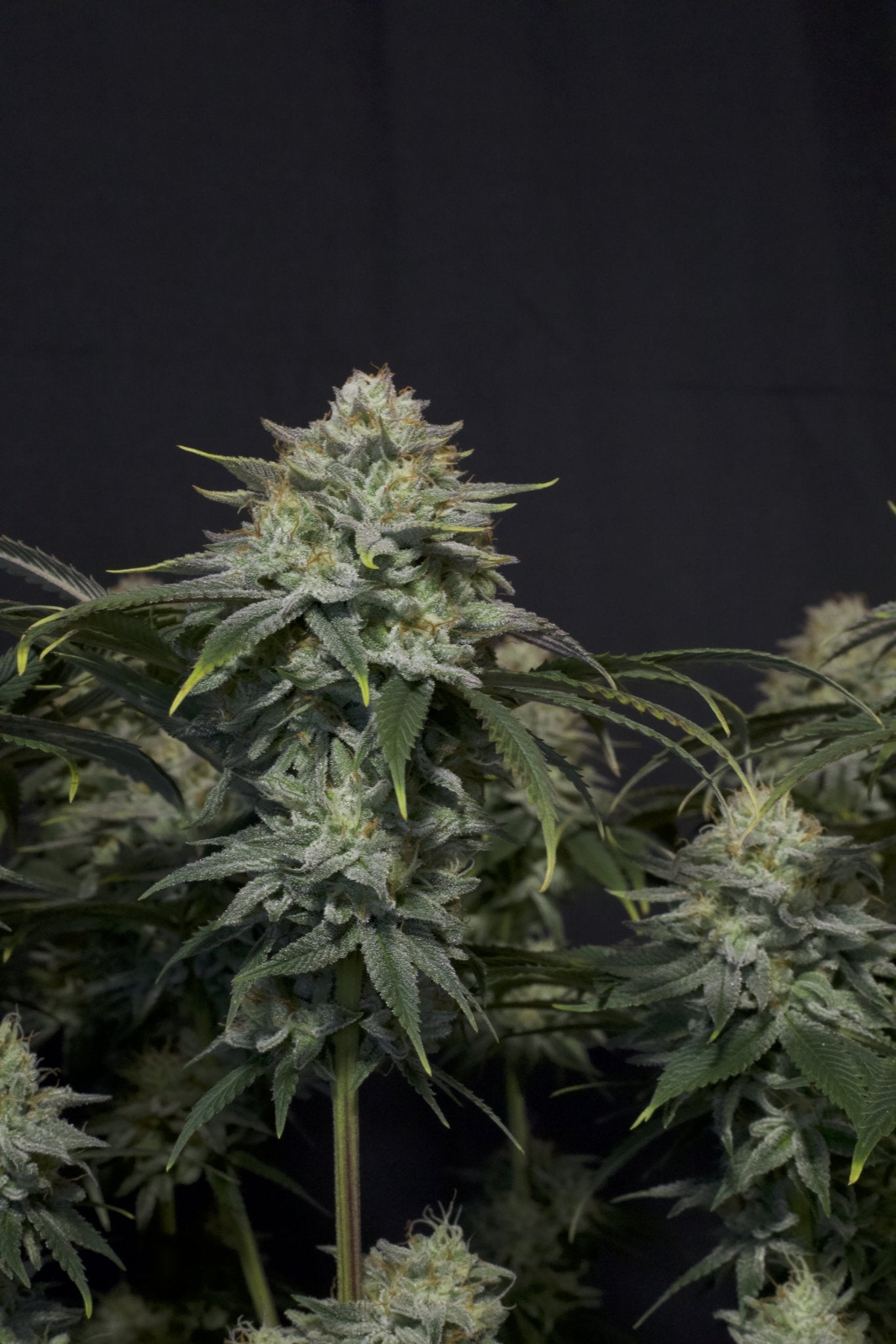 Fast Buds Orange Sherbet FF feminisierte Samen | 26% THC | Zitrus - Creme Aroma | Ideal für Extraktionen - Bud Brothers