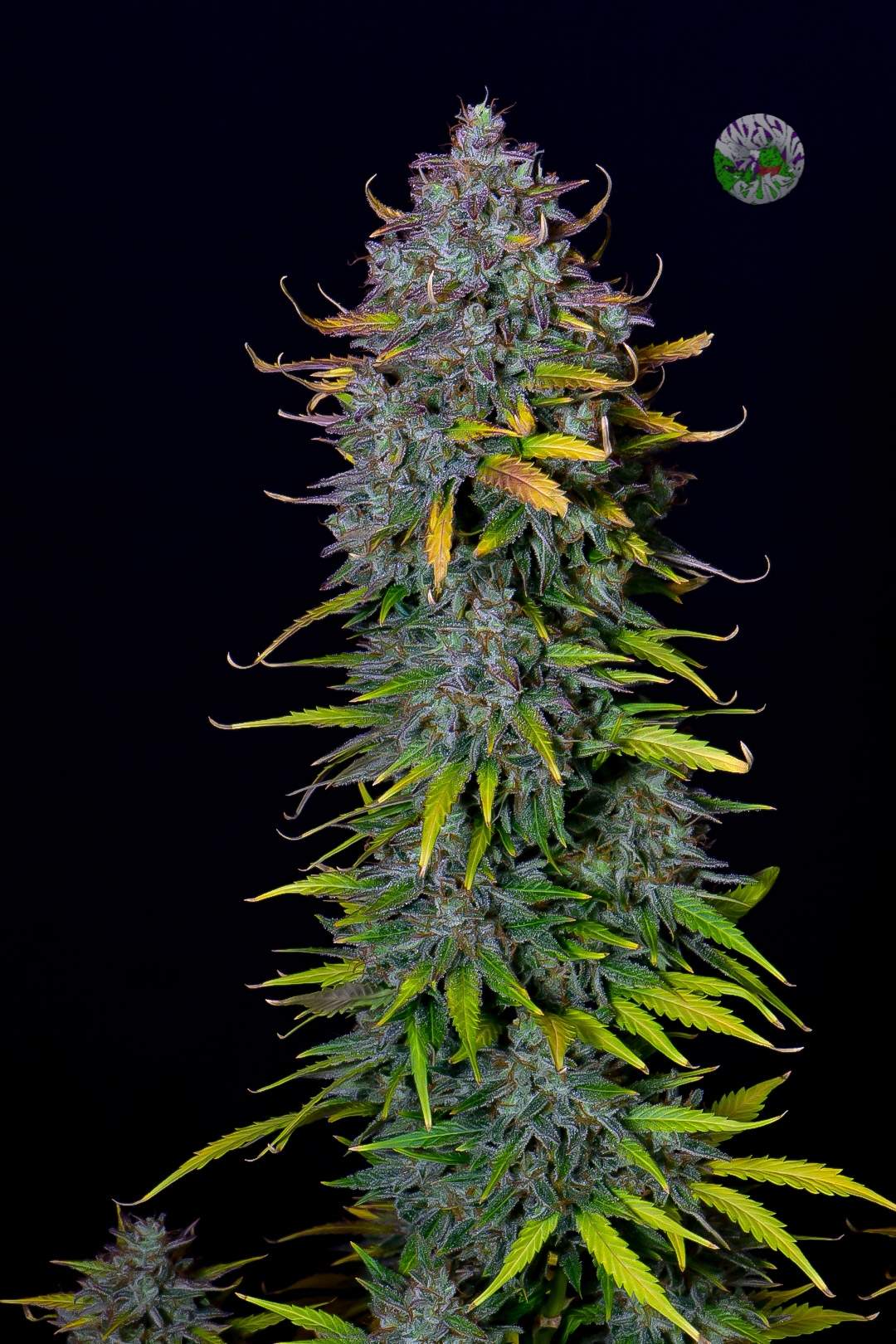 Fast Buds Pineapple Express Auto - Bud Brothers