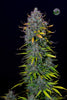 Fast Buds Pineapple Express Auto - Bud Brothers