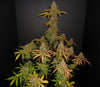 Fast Buds Pineapple Express Auto - Bud Brothers