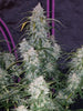 Fast Buds Pineapple Express Auto - Bud Brothers