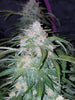 Fast Buds Pineapple Express Auto - Bud Brothers